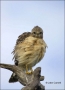 Florida;Southeast-USA;Red-shouldered-Hawk;Hawk;portrait;one-animal;close-up;colo